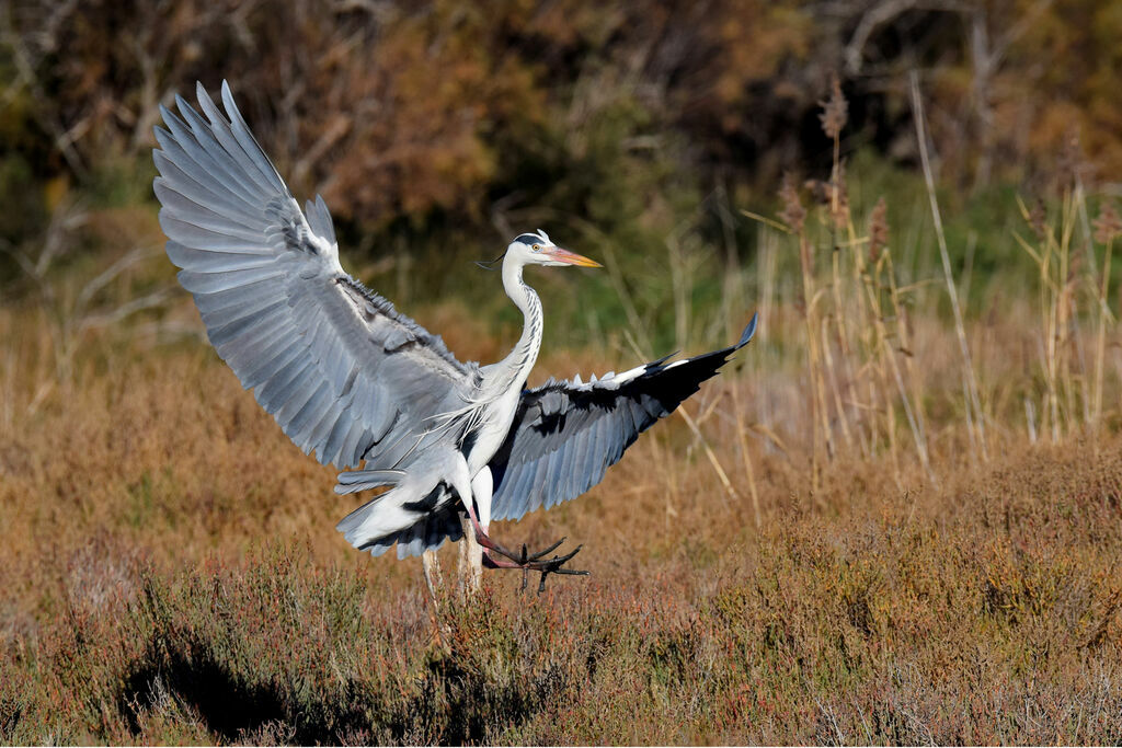 Grey Heron