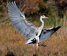 Grey Heron