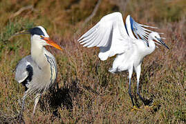 Grey Heron