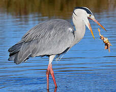 Grey Heron