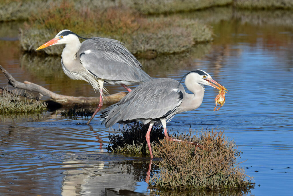 Grey Heron