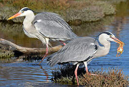 Grey Heron