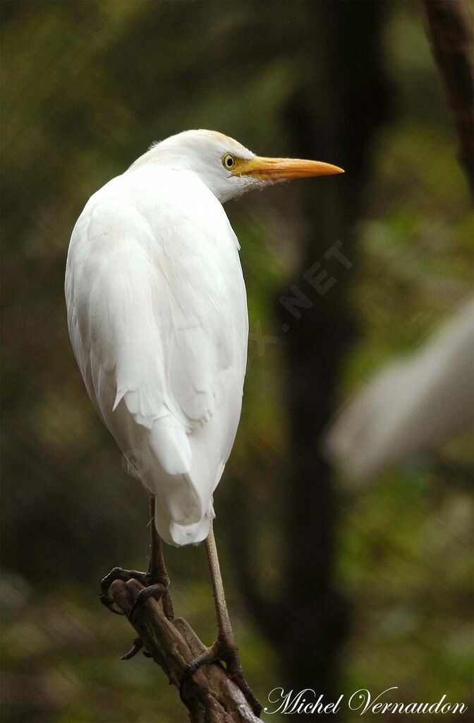 Western Cattle Egretadult