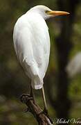 Western Cattle Egret