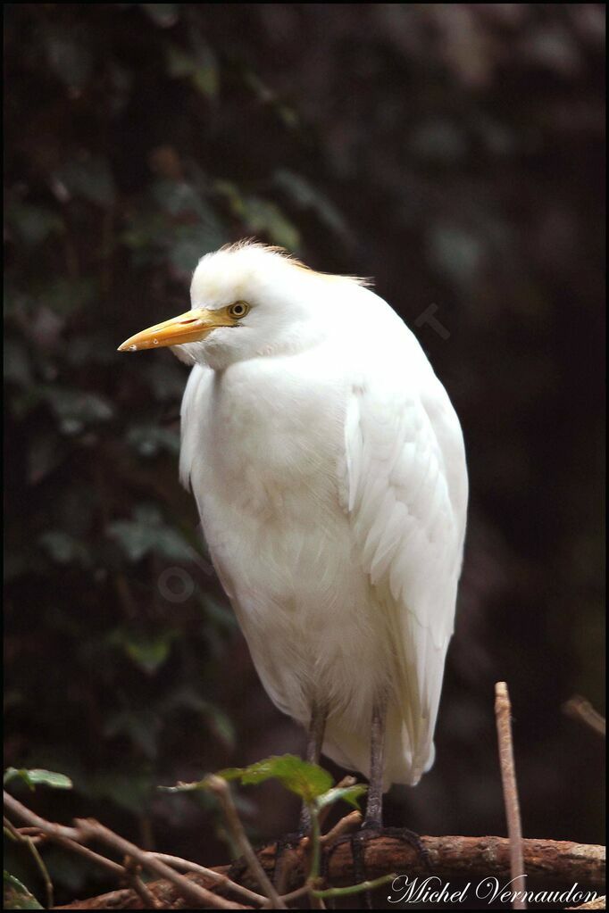 Western Cattle Egretadult