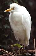 Western Cattle Egret