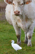 Western Cattle Egret