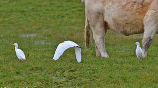 Western Cattle Egret