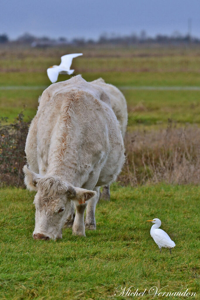 Western Cattle Egret