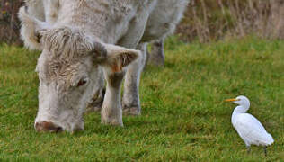 Western Cattle Egret