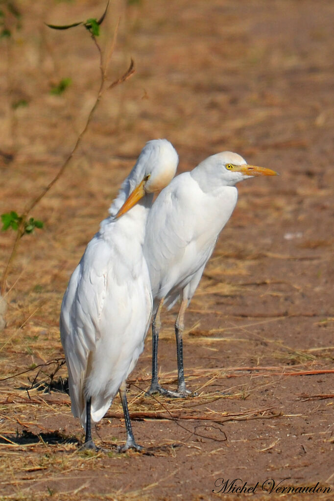 Western Cattle Egret