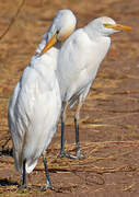 Western Cattle Egret