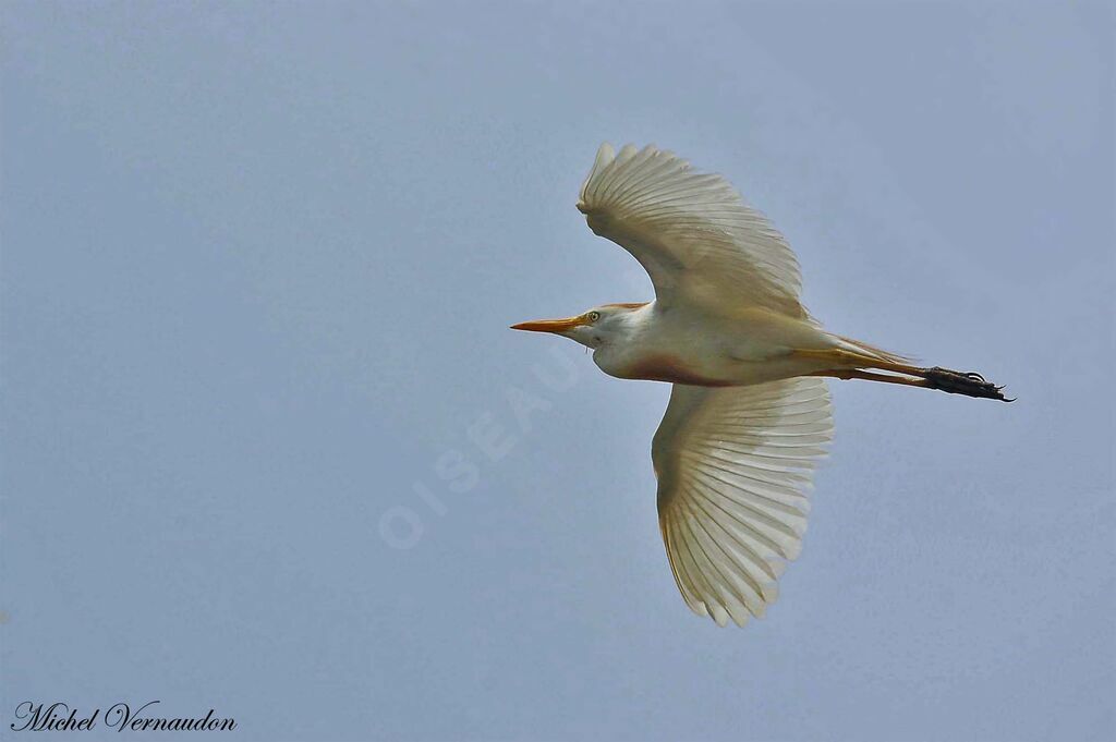 Western Cattle Egret