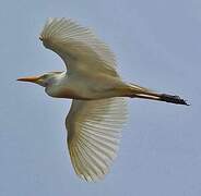 Western Cattle Egret