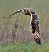 Hibou des marais