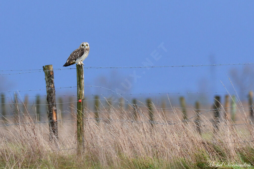 Hibou des maraisadulte