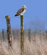 Hibou des marais