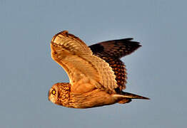 Short-eared Owl