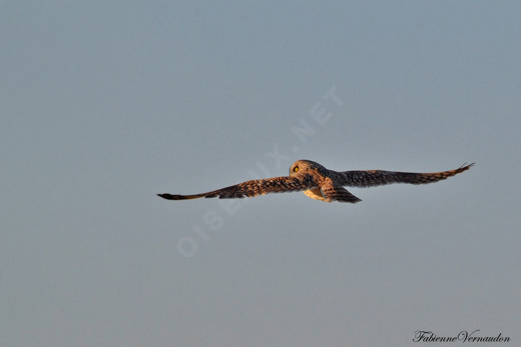 Short-eared Owladult