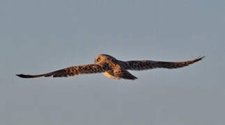 Short-eared Owl