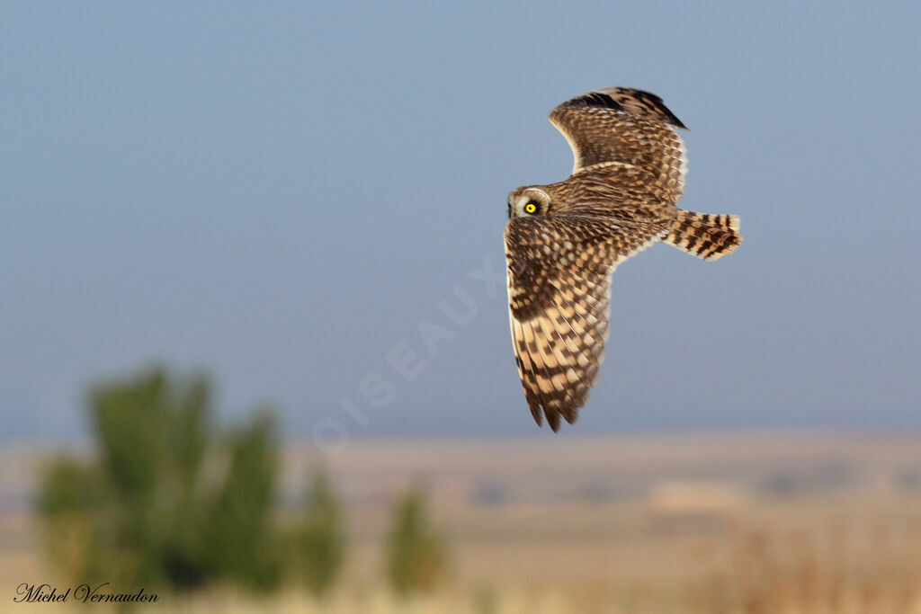 Hibou des marais