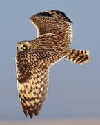 Short-eared Owl