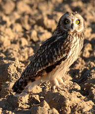 Hibou des marais