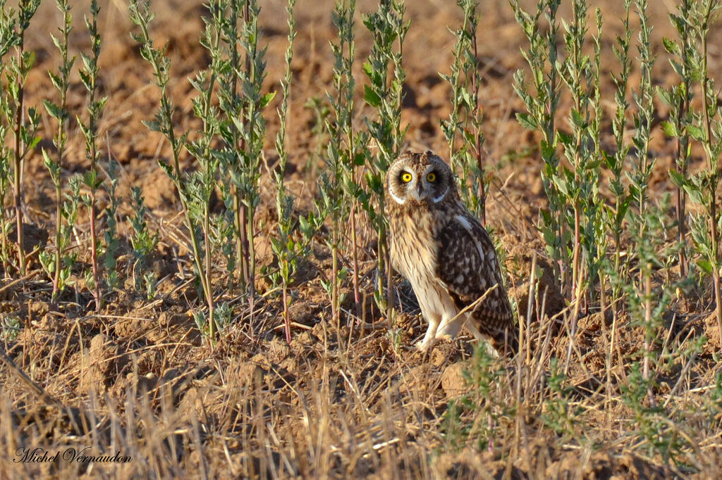 Hibou des marais