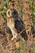 Hibou des marais