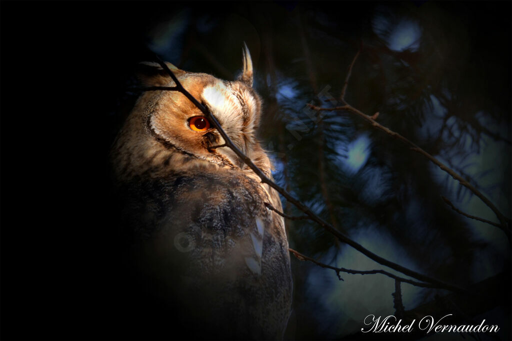 Long-eared Owl