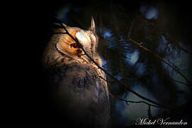 Long-eared Owl