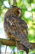 Long-eared Owl