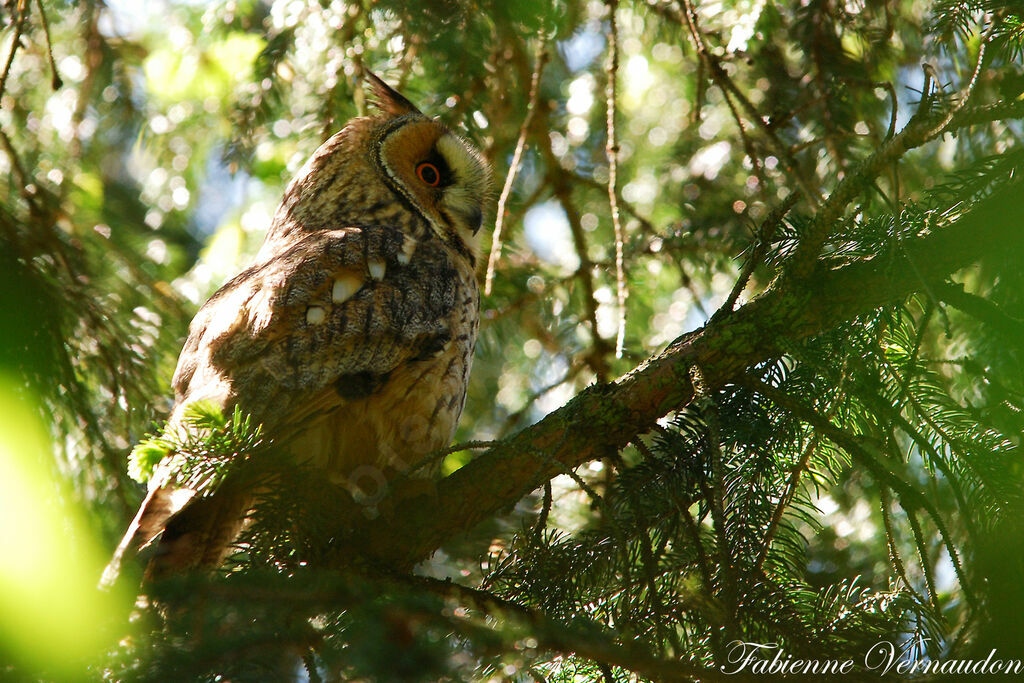 Long-eared Owladult