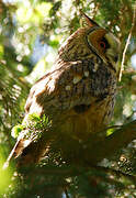 Long-eared Owl