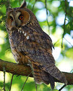 Long-eared Owl