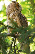 Long-eared Owl