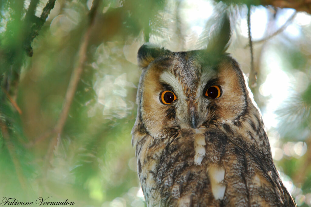 Long-eared Owladult