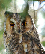 Long-eared Owl