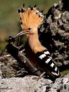 Eurasian Hoopoe