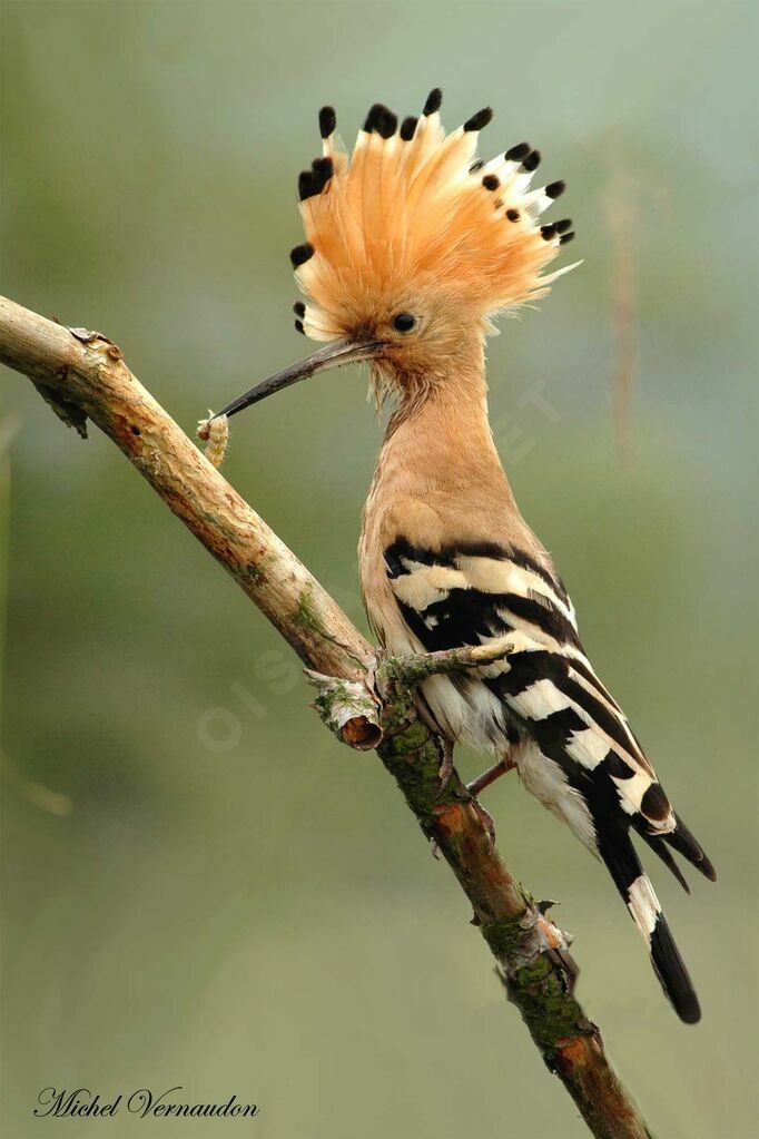 Eurasian Hoopoe