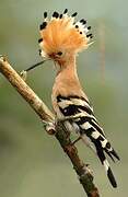 Eurasian Hoopoe