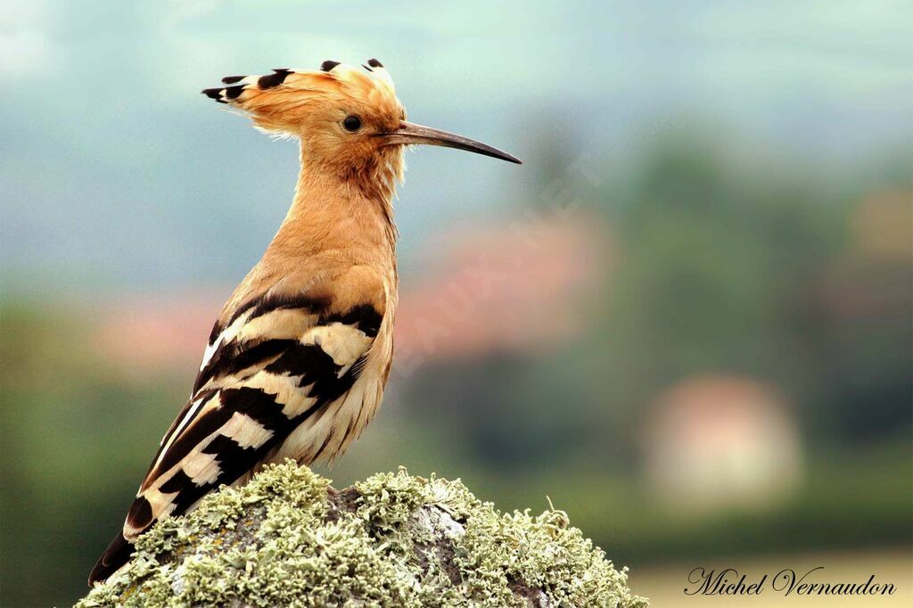 Eurasian Hoopoe