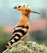 Eurasian Hoopoe