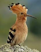 Eurasian Hoopoe