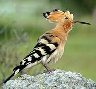 Eurasian Hoopoe