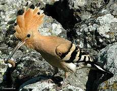 Eurasian Hoopoe