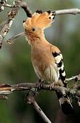 Eurasian Hoopoe