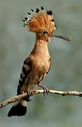 Eurasian Hoopoe