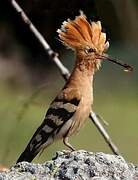 Eurasian Hoopoe