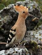 Eurasian Hoopoe